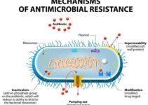 Confronting the Antibiotic Resistance Crisis: Understanding Antimicrobial Resistance and Its Implications Confronting the Antibiotic Resistance Crisis: Understanding Antimicrobial Resistance and Its Implications