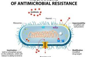 Confronting the Antibiotic Resistance Crisis: Understanding Antimicrobial Resistance and Its Implications