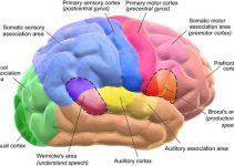 Could a “Brain Reset” Restore Child-Like Learning in Adults? New Research Sparks Hope Could a “Brain Reset” Restore Child-Like Learning in Adults? New Research Sparks Hope