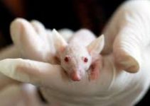 Lab Mouse With Genetic Defects