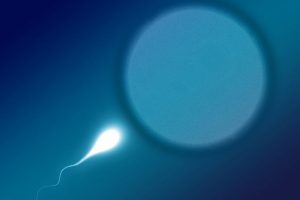 Sperm Fertilizes Egg