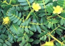 Tribulus Terrestris: Does it Improve Sexual Function by Raising Testosterone Levels?