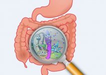Gut Bacteria