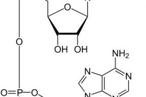 Nicotinamide Adenine Dinucleotide (NAD+)