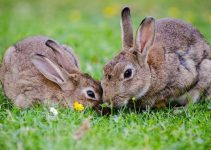 Female Orgasm: What Is It For? A Study of Rabbits May Have Solved This Mystery Female Orgasm: What Is It For? A Study of Rabbits May Have Solved This Mystery