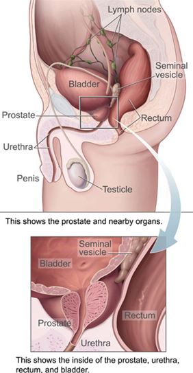 Prostate