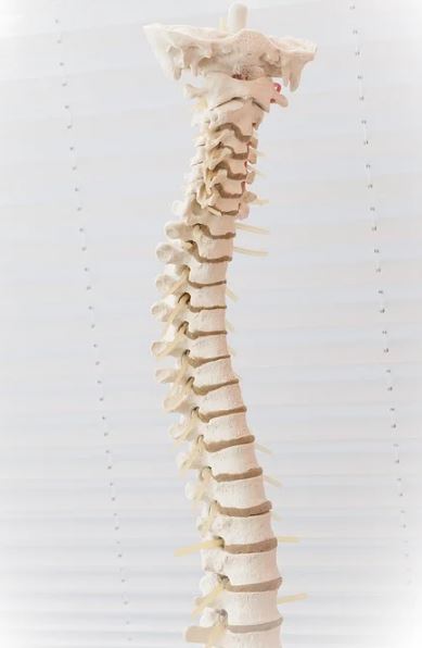 Spine With Discs