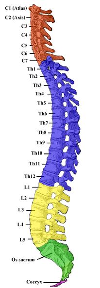 Human Spine