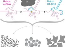 Retron-derived DNA