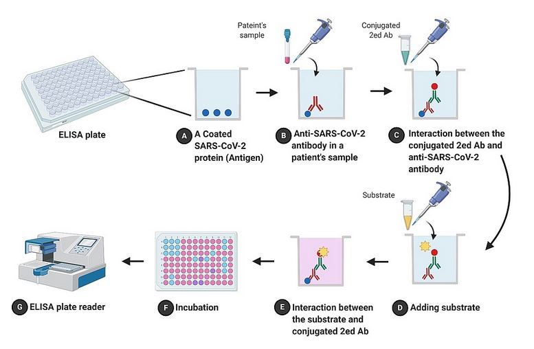 Exploring the Fundamentals of ELISA Assay Understanding Its Purpose
