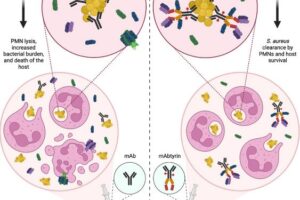 SM1B74: Innovative Antibiotic Targets Resistant Bacteria Without Killing Susceptible Strains