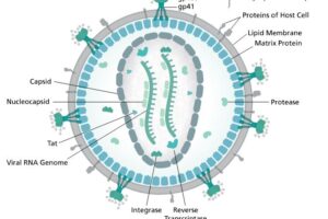 HIV Virion Diagram