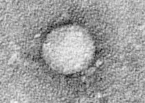 Danish Researchers Solve Riddle of How Hepatitis C Dodges Immune System Danish Researchers Solve Riddle of How Hepatitis C Dodges Immune System