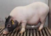 Pig Liver Functions in Human for 10 Days: Study Explores Short-Term Support for Patients with Liver Failure Pig Liver Functions in Human for 10 Days: Study Explores Short-Term Support for Patients with Liver Failure